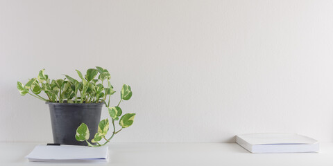 A pot betel leaf plant to purify air on desk office.