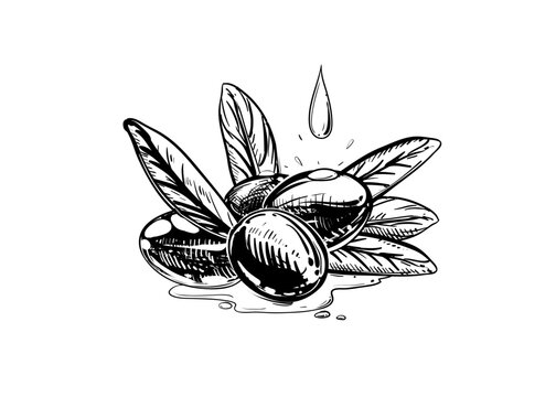 Hand drawn sketch black and white illustration olive branch, oil, spray, drop, water, leaf. Vector illustration. Elements in graphic style label, sticker, menu, package. Engraved style.