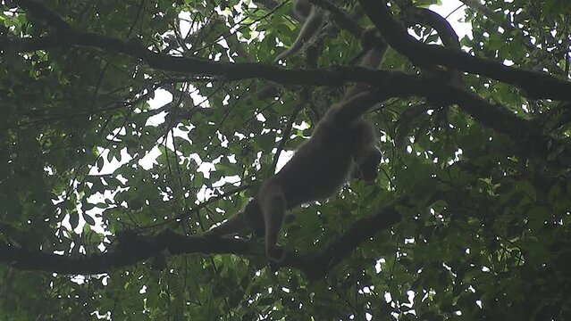 Muriqui, Brachyteles, Mata Atlantica, Primate