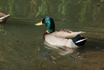 duck on the water