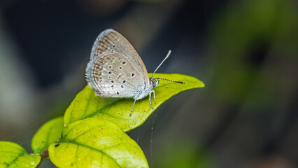 Tiny grass blue butterfly on leaf in morning, Close up and macro with soft focus and nature blurred background, Insects in Thailand.