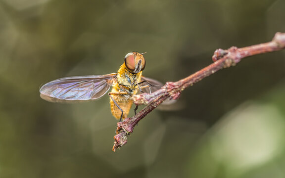 Bee-Fly (Villa ixion) resting on brench in morning, Showing hair on body and compound eyes, Macro shot of insect.