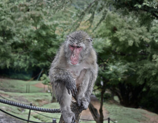 Japanese monkey close-up