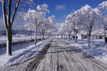 雪の道　K3CP7879