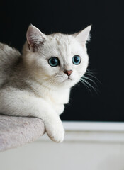 Fototapeta premium portrait of a cat