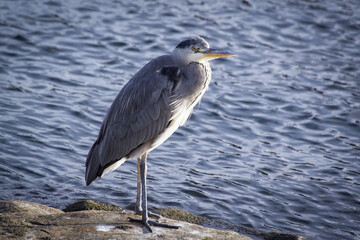 great blue heron