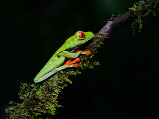 Red-eyed tree frog bright vivid colors at night in tropical rainforest treefrog in jungle Costa Rica  