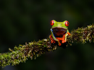 Red-eyed tree frog bright vivid colors at night in tropical rainforest treefrog in jungle Costa Rica  
