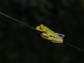 Red-eyed tree frog bright vivid colors at night in tropical rainforest treefrog in jungle Costa Rica  