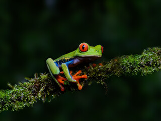 Red-eyed tree frog bright vivid colors at night in tropical rainforest treefrog in jungle Costa Rica  