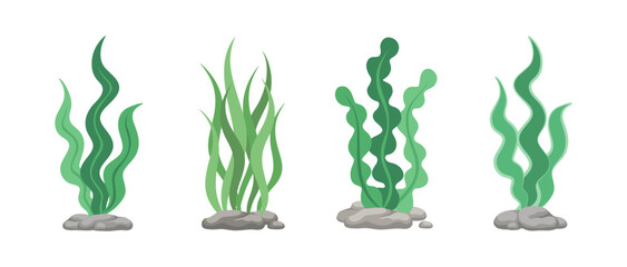 Set of green algae, sea grass, underwater seaweed plants. Vector illustration design elements collection on a white background.
