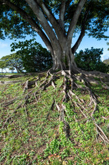 Fototapeta na wymiar Gray and Green Tree with Exposed Roots on Grass.