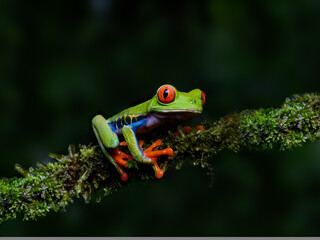 Red-eyed tree frog bright vivid colors at night in tropical rainforest treefrog in jungle Costa Rica  