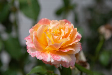 Orange rose