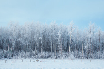 Winter forest, high trees in snow along the road.