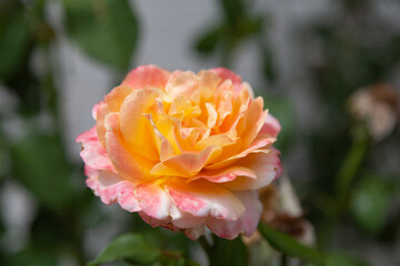 Orange rose