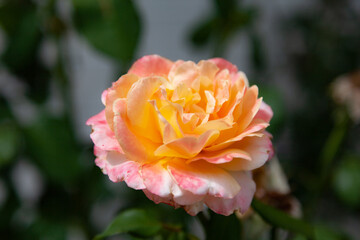 Orange rose