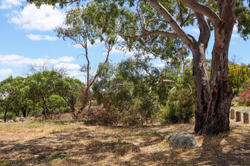 eucalyptus tree in australian bushland at you yangs national park