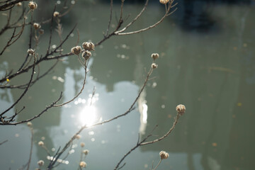 枯れた花の茎　冬・つぼみ