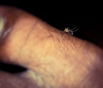 Close view of mosquito bite on greter toe, dengue virus. bite a aedes mosquito. focus view at night.