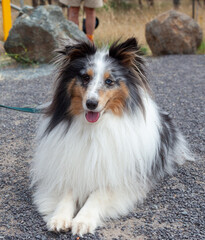Sheltie Walkies.