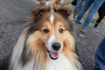 Sheltie Walkies.