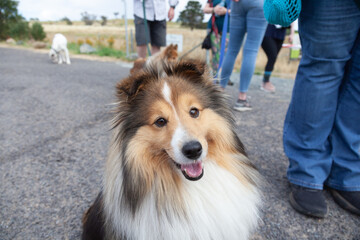 Sheltie Walkies.