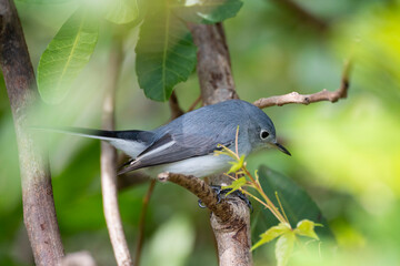 A Blue-Gray Gnatcatcher bird perched on a tree branch in summer Florida shrubs