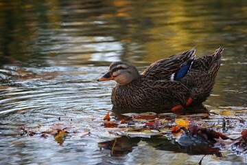 A wild duck on a pond in the colorful fall in Bombay Hook National Wildlife Refuge, Delaware
