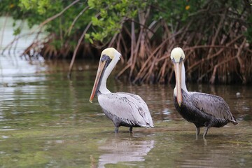 Wild pelicans wading in shallow water in Key Largo, Florida, USA