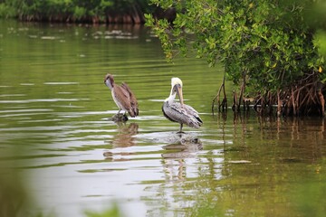Wild pelicans wading in shallow water in Key Largo, Florida, USA