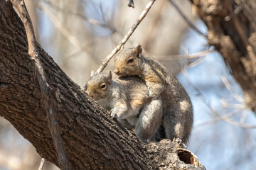 Naklejka na ściany i meble Expression of love and intimacy in nature. Two Gray Squirrels (Sciurus carolinensis) engage in a passionate embrace showing the entire natural world their deep connection and love for each other