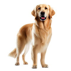 golden retriever isolated on white