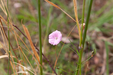 Pink Grass bloom
