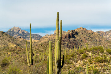 Field of saguaro cactuses and hillside cliffs in the natural wilderness of arizona in late afternoon sun with blue sky
