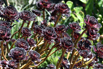 Burgundy dark purple red foliage and rosettes of the succulent plant Aeonium arboretum atropurpureum, family Crassulaceae. Aeoniums are endemic to Canary Islands. Known as black rose or purple rose