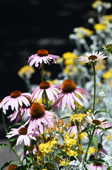 Colorful sunny summer wildflower garden with pink coneflowers Echinacea purpureum and yellow flowers and grey foliage of Snow in Summer Cerastium tomentosum on dark background