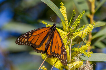 The Monarch butterfly in a garden sanctuary