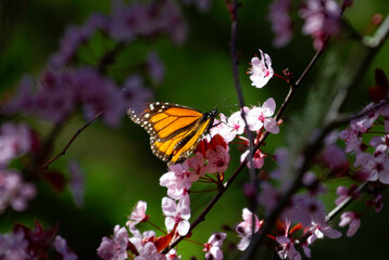 The Monarch butterfly in a garden sanctuary