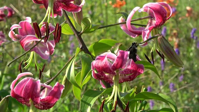 Butterfly Red admiral Vanessa atalanta on lily flowers
