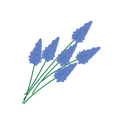 Vector image of blue hyacinth flowers, muscari closeup isolated on white background. Graphic design. - obrazy, fototapety, plakaty