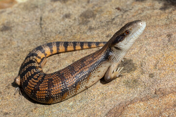 Australian Eastern Blue-tongue Lizard basking on sandstone rock