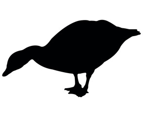 Vector flat goose silhouette isolated on white background