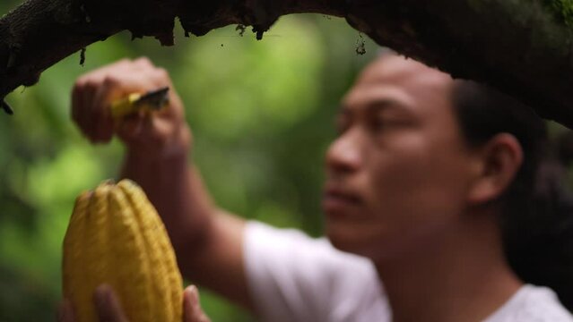 Young male cacao farmer harvesting yellow cacao pod using pruning shears. Medium close up