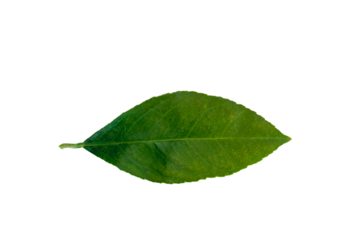 lemon tree leaf on white background, isolate