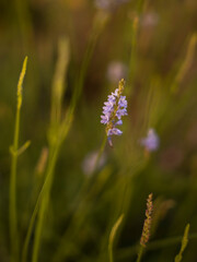 wild lavender flower wallpaper 