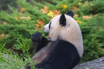 Obraz premium Young giant panda eating bamboo in the grass, portrait 