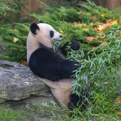 Fototapeta na wymiar Young giant panda eating bamboo in the grass, portrait 