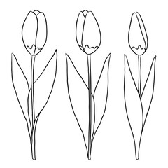 Black and white tulips on white