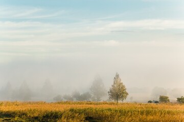 Fototapeta na wymiar 光る草と朝靄と木々